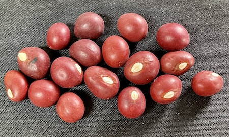 Bambara Groundnuts, Red Variety